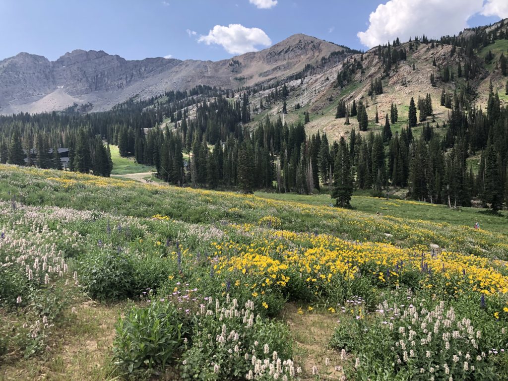 Albion Basin, Albion Meadow, & Cecret Lake