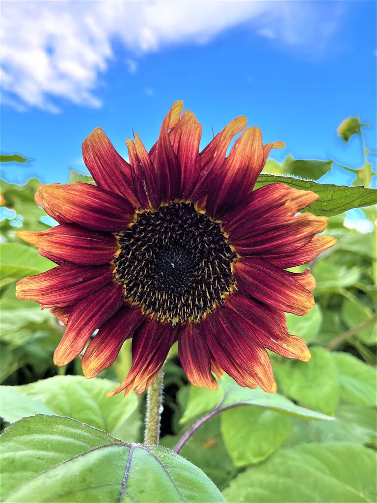 sunflower festival field