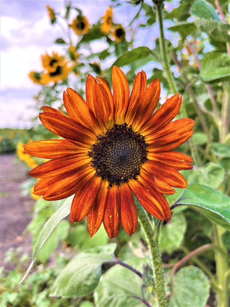 sunflower festival 