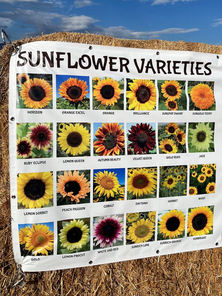 sunflower festival species